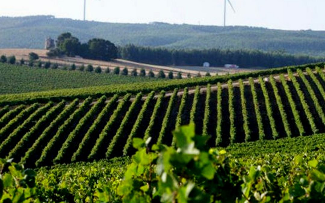 VINOS DE LISBOA